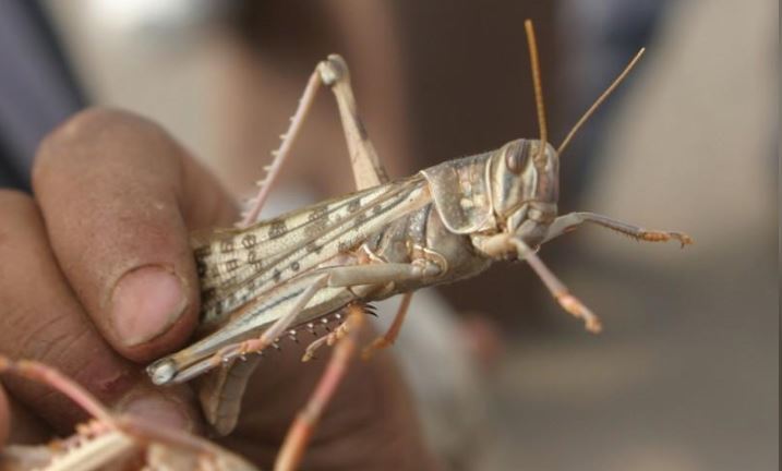 طفل يمني حشرة جراد بصورة من أرشيف رويترز